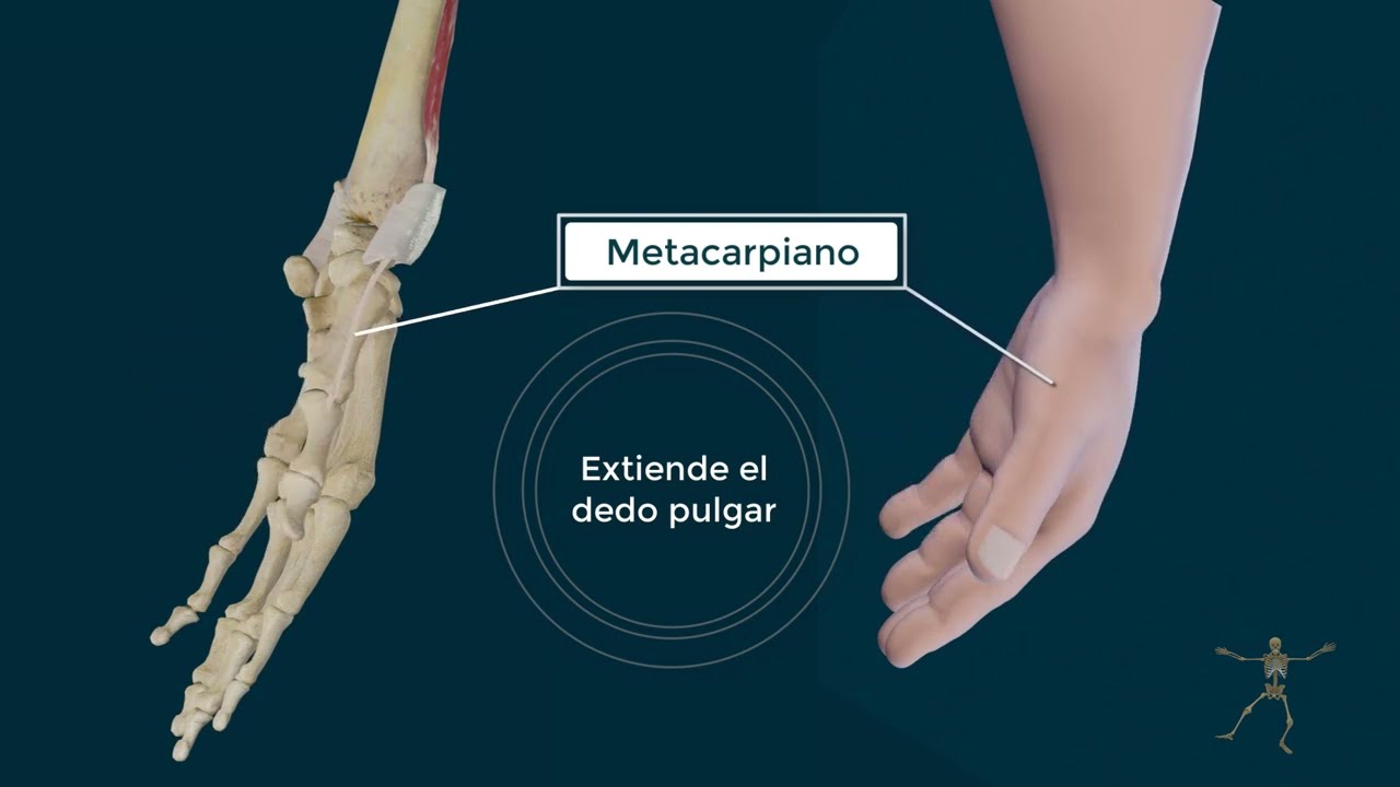 abductor largo y extensor corto del pulgar