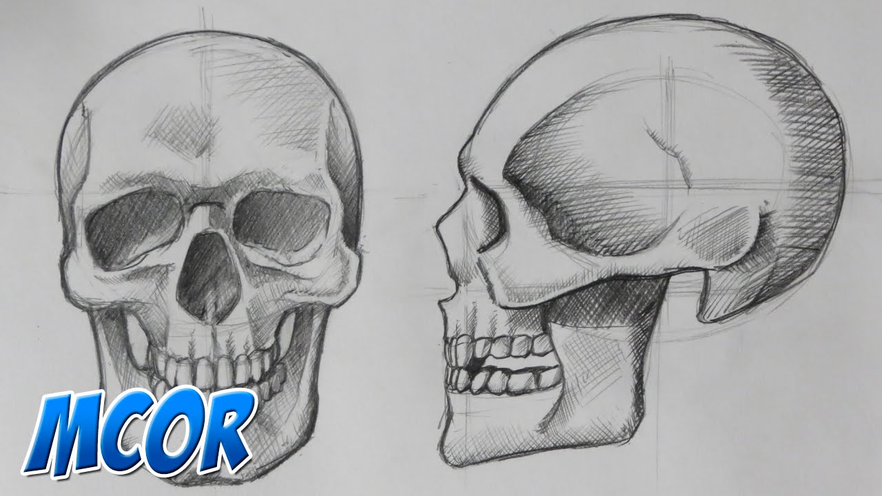 craneo de perfil con sus partes