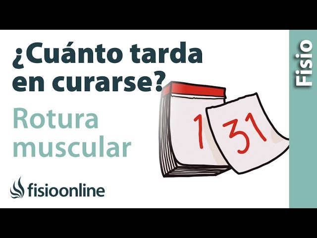 cuanto tarda en curar una rotura de fibras