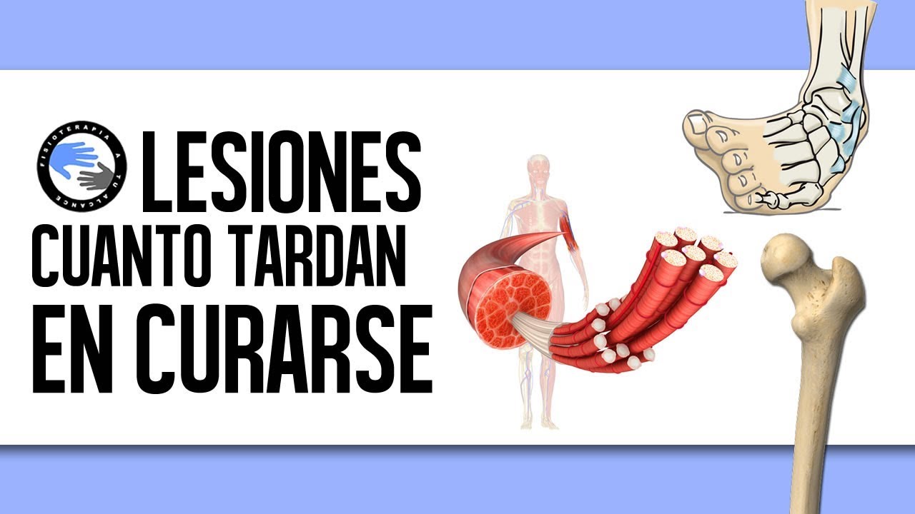 cuanto tarda en regenerarse un tendon roto