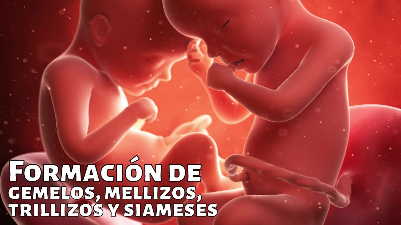dónde se encuentran los gemelos en el cuerpo humano