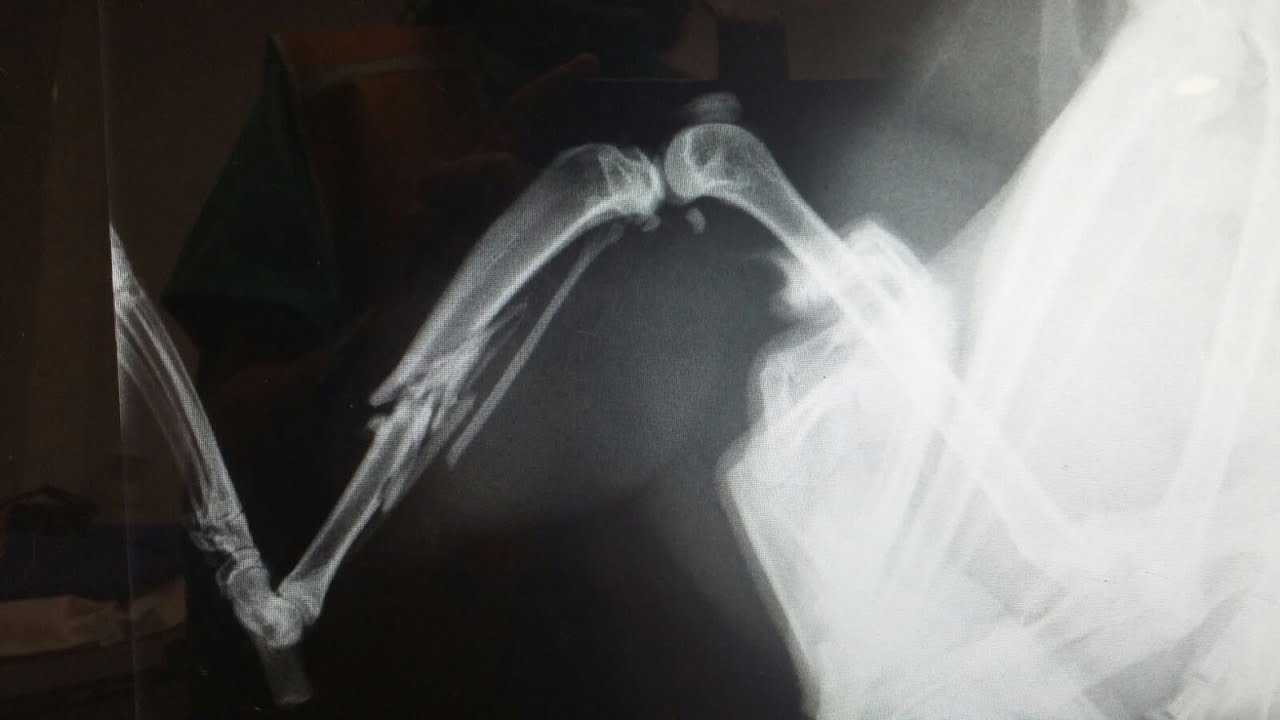 fractura de tibia y perone en gatos