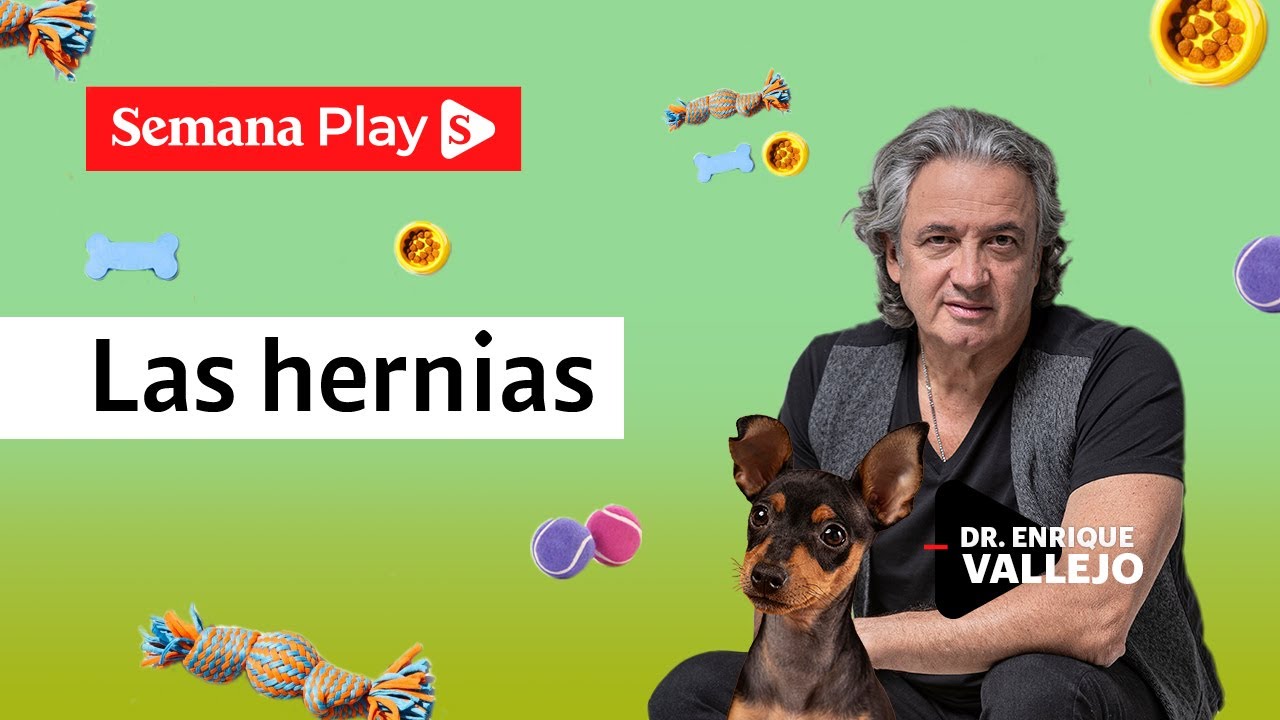 hernia de disco en perros tratamiento