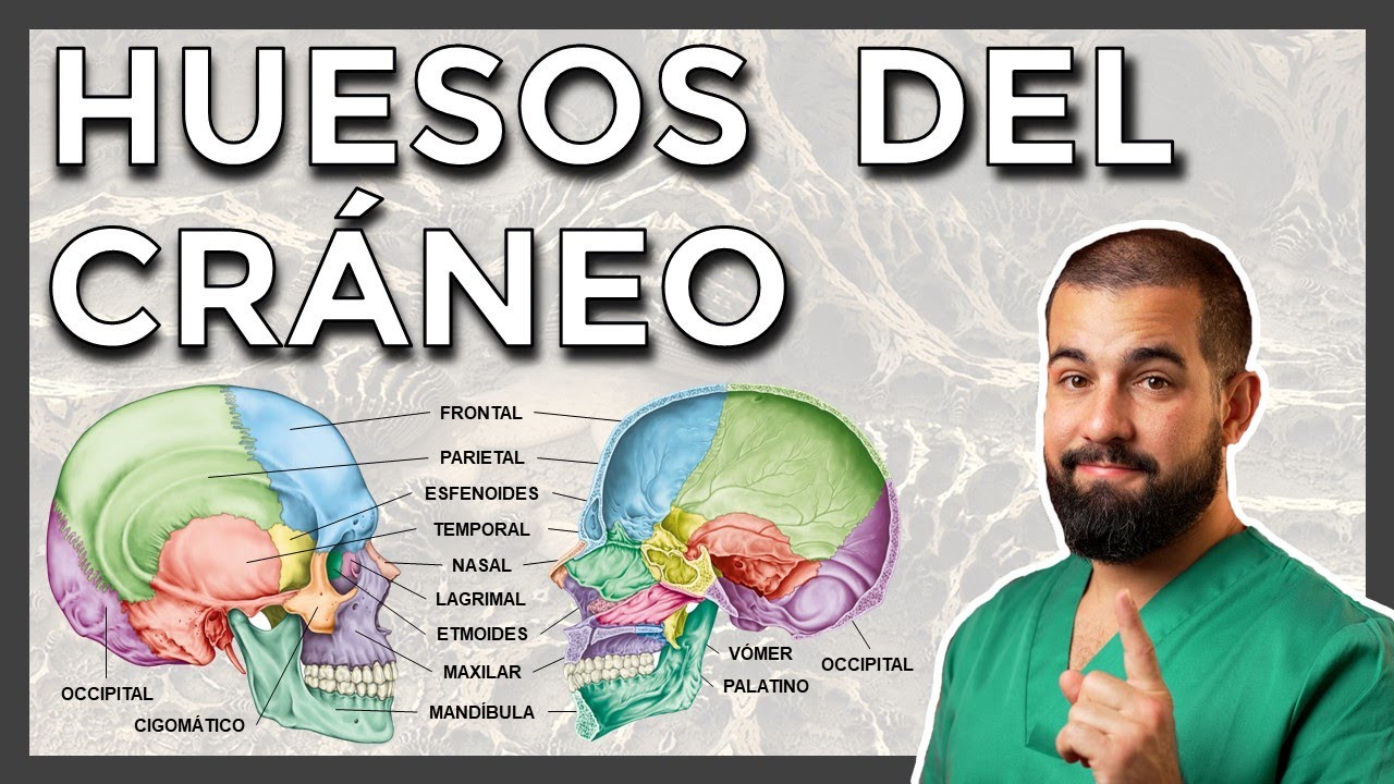 huesos del cuerpo humano vista posterior