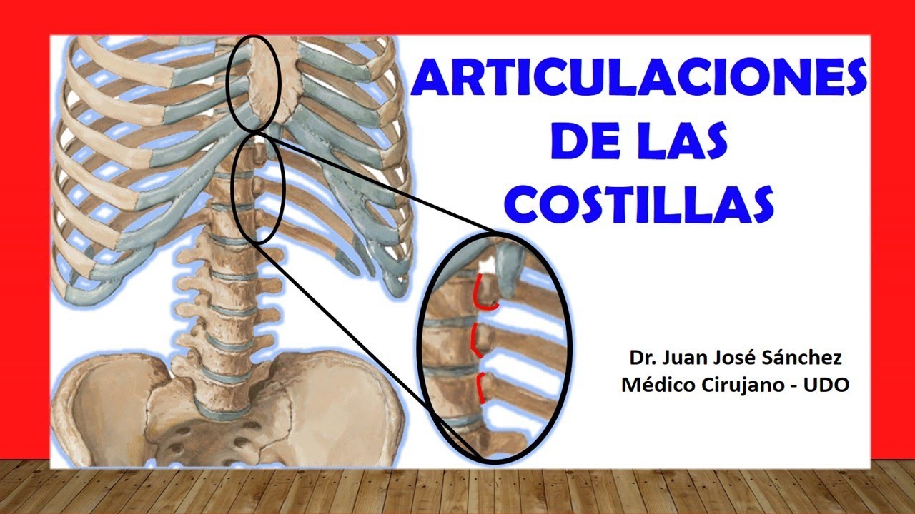 ligamento intraarticular de la cabeza de la costilla