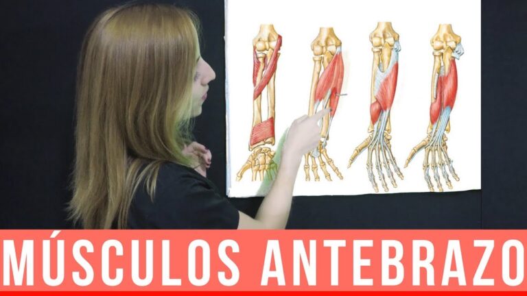 Musculo Que Flexiona El Antebrazo Sobre El Brazo fisioterapos.com