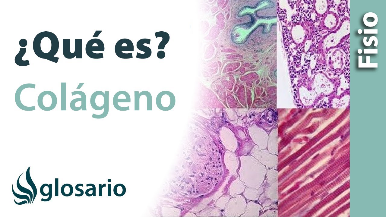 que proteina se encuentra en la dermis