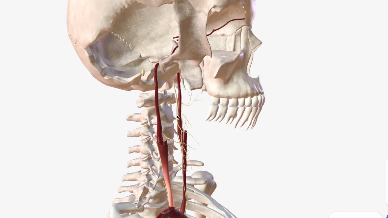 arteria carotida interna y sus ramas