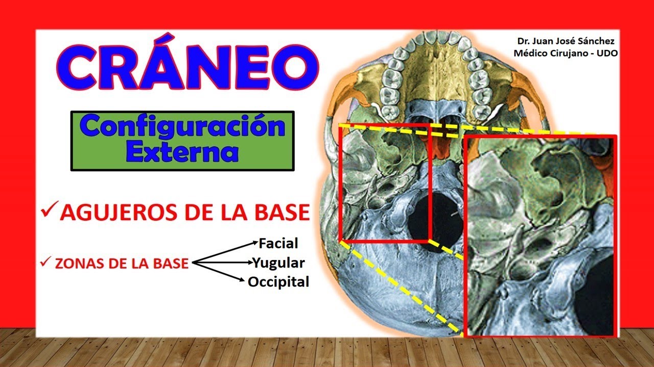 cara exocraneal de la base del craneo