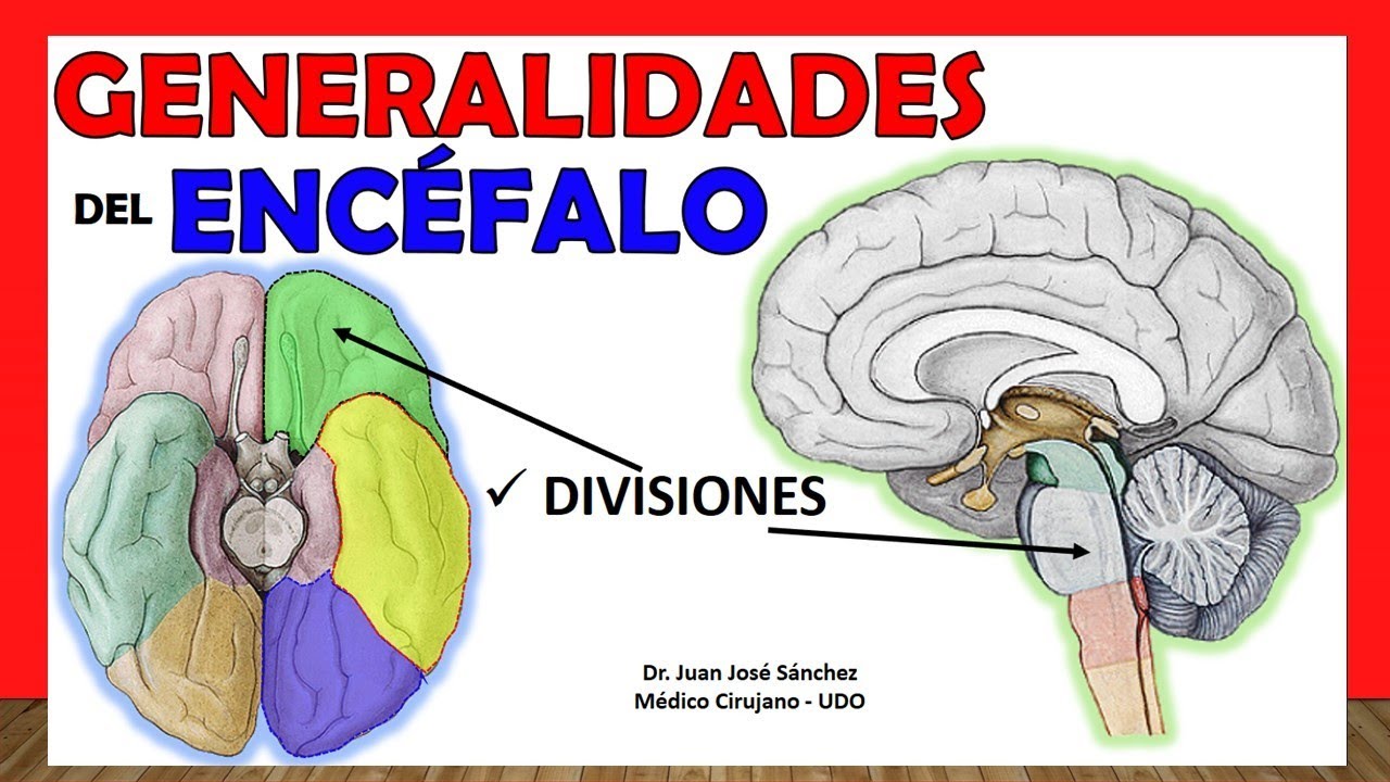corte sagital del encefalo y sus partes