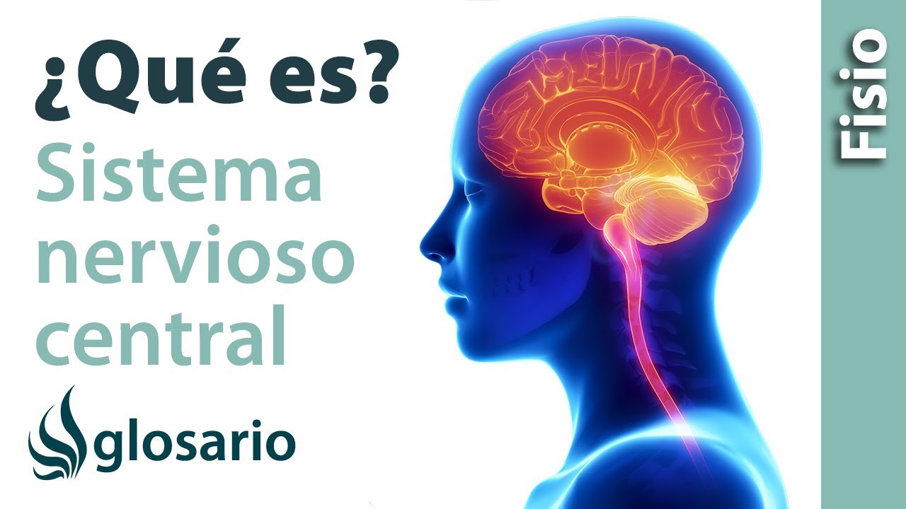 cuales son las estructuras de proteccion del sistema nervioso central