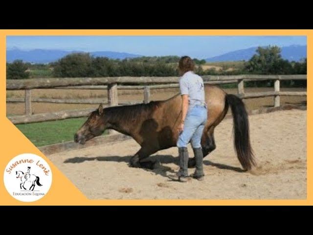 enseñar a un caballo a arrodillarse