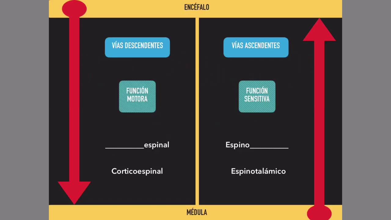 fascículos descendentes de la medula espinal