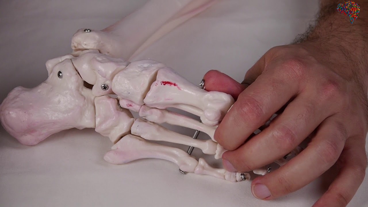 flexor corto del primer dedo del pie