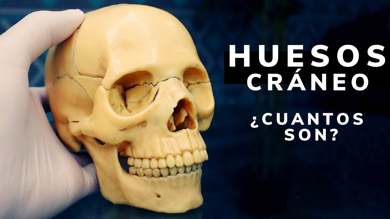 hueso del cráneo que se encuentra a los lados
