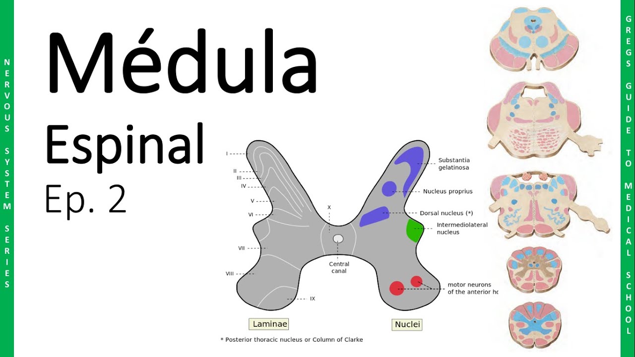 medula espinal sustancia gris y blanca