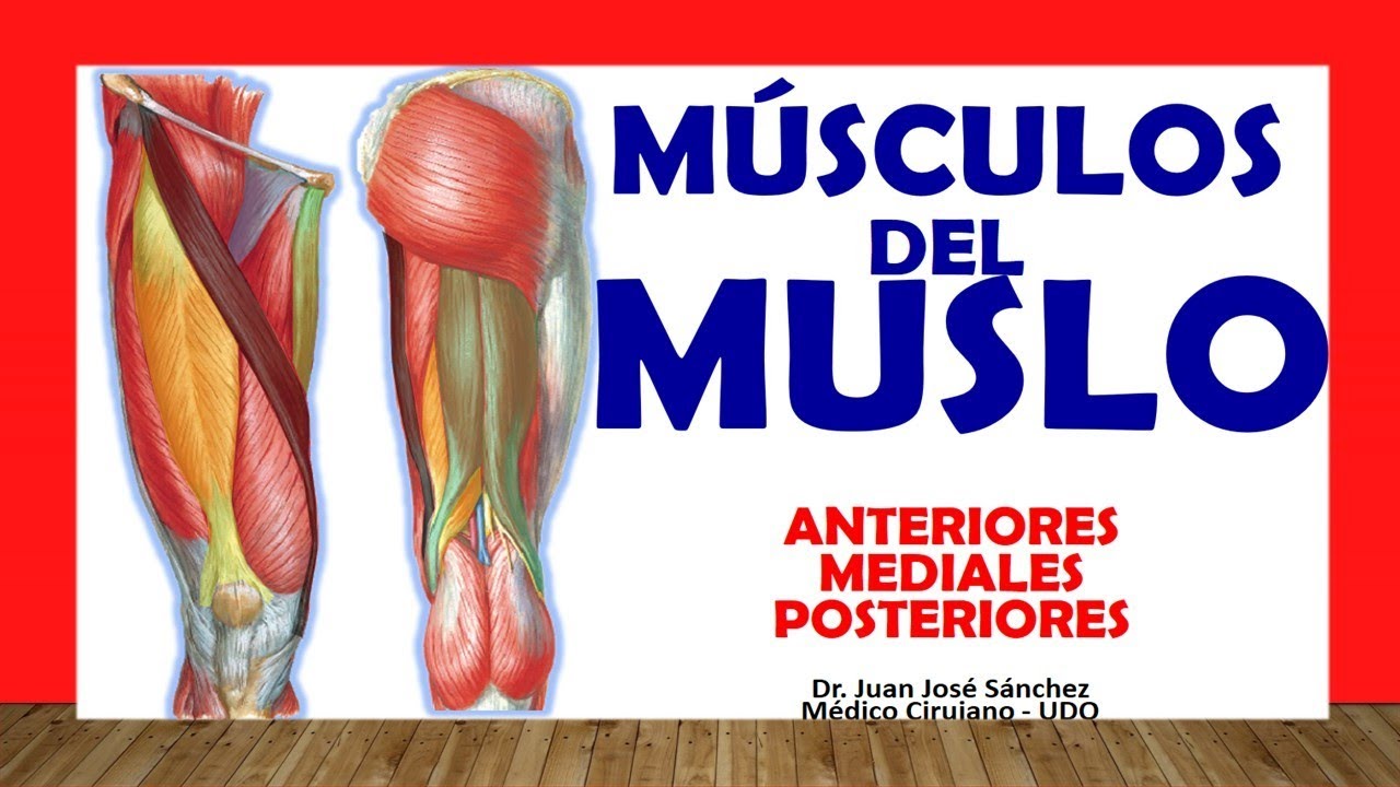 musculos de la cara anterior del muslo