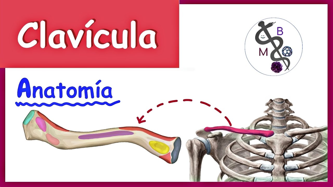 parte del omoplato que articula con la clavicula