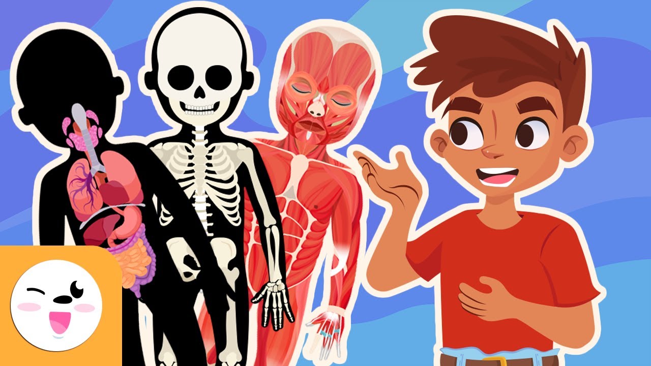 relacion entre estructura y funcion del cuerpo humano