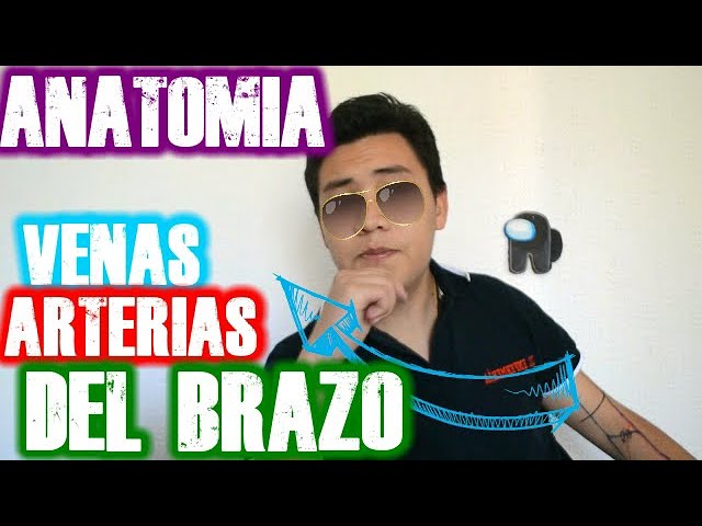 venas y arterias del brazo antebrazo y mano