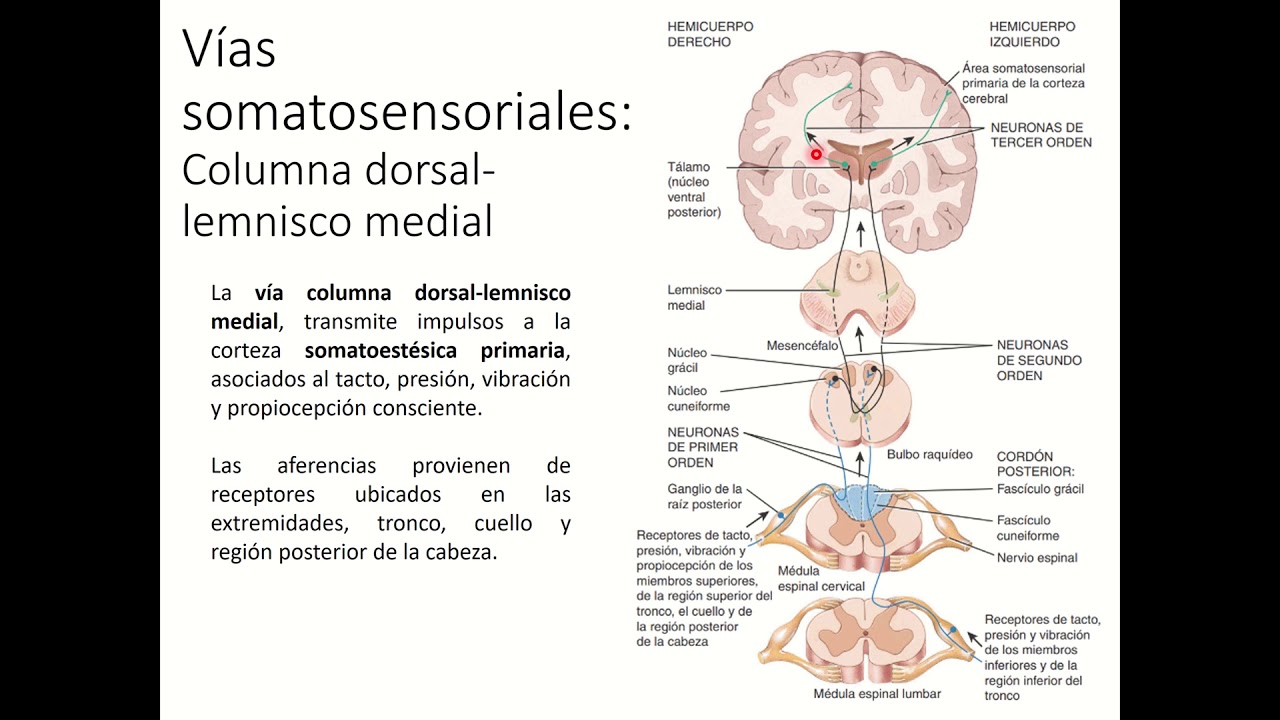 via de la columna dorsal lemnisco medial