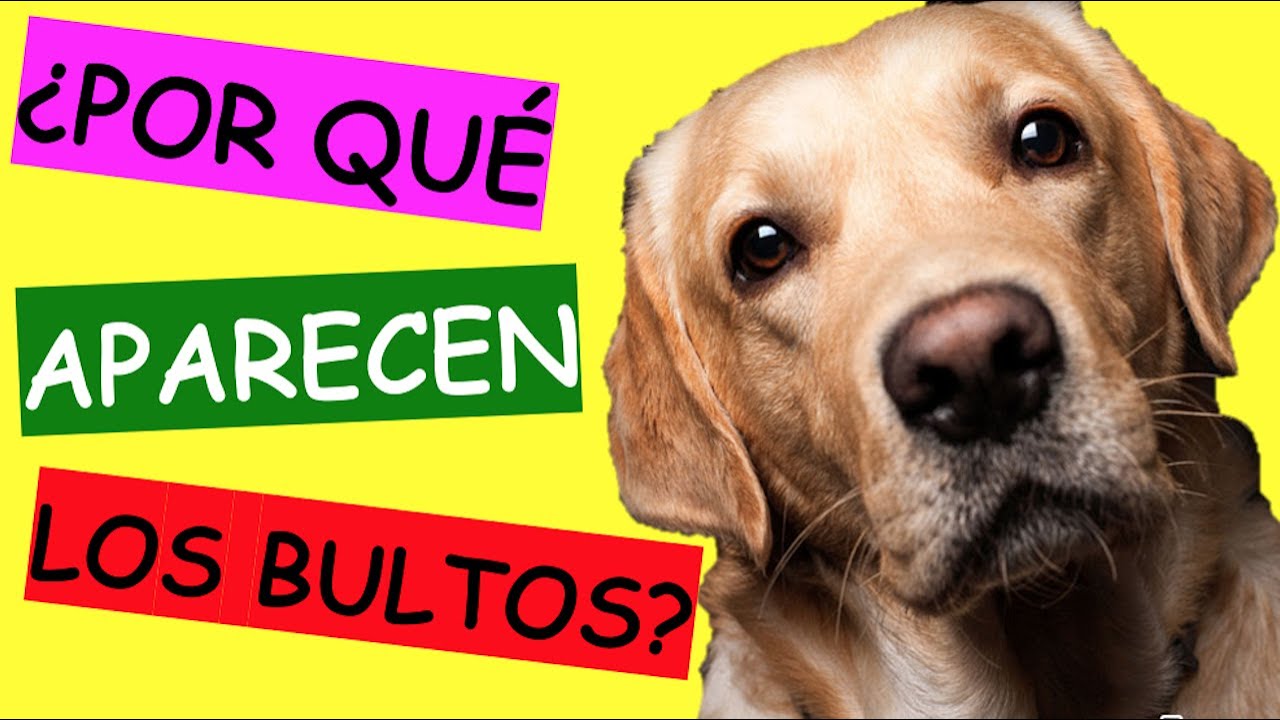 bulto en las costillas de mi perro