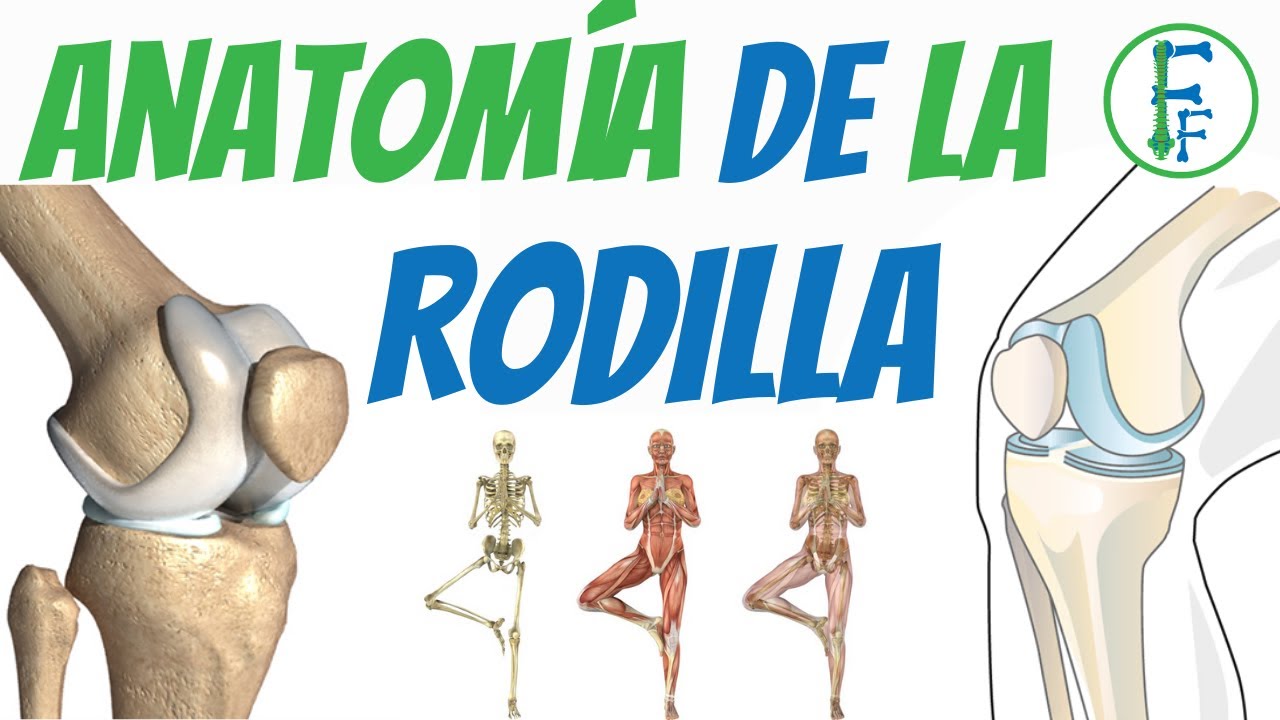 como esta formada la rodilla humana