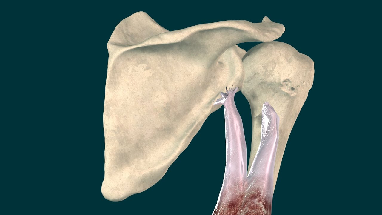 cual es la funcion del musculo triceps
