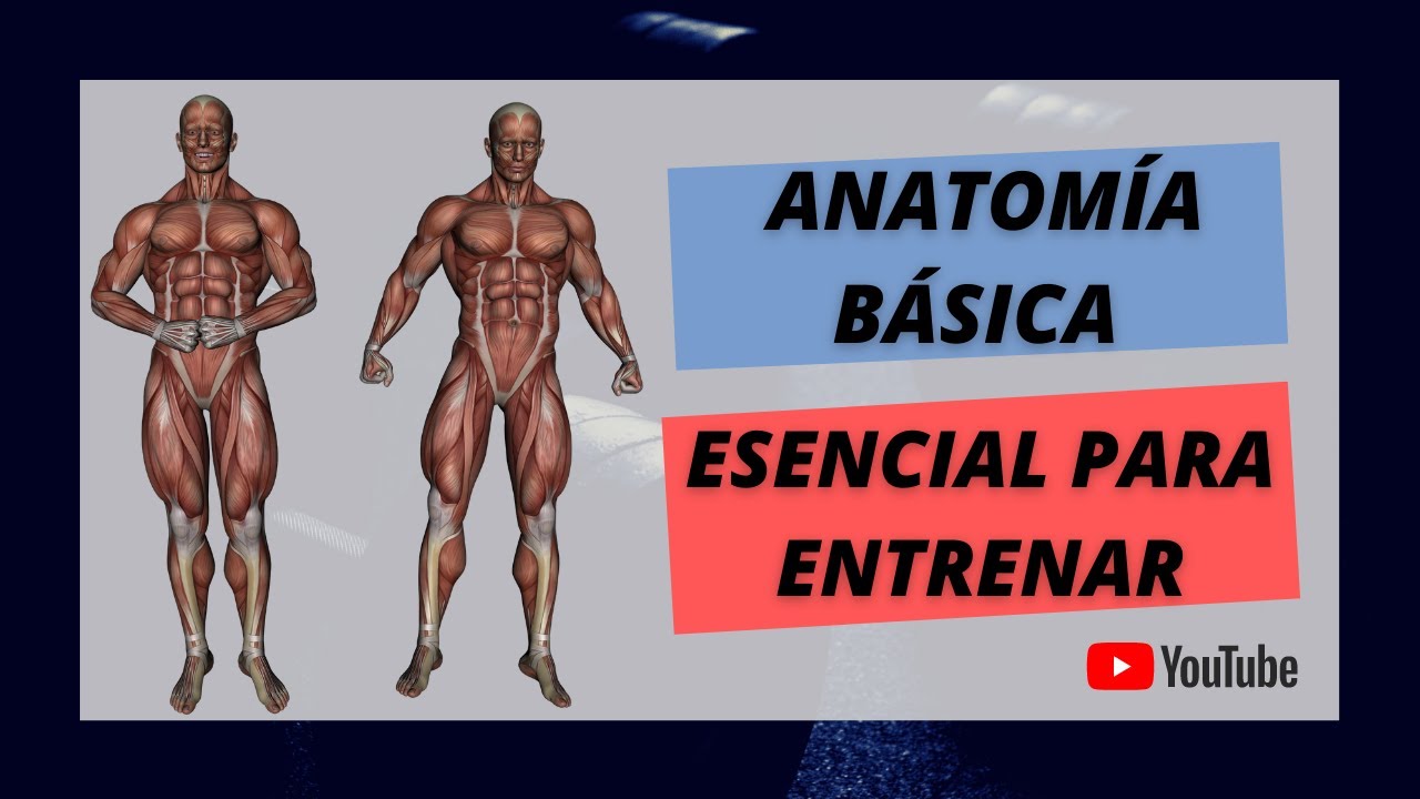 guia de los movimientos de los musculos