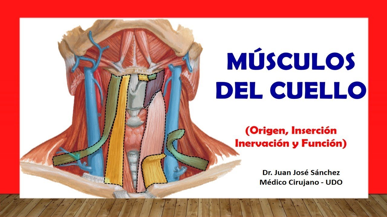 largo del cuello origen e insercion