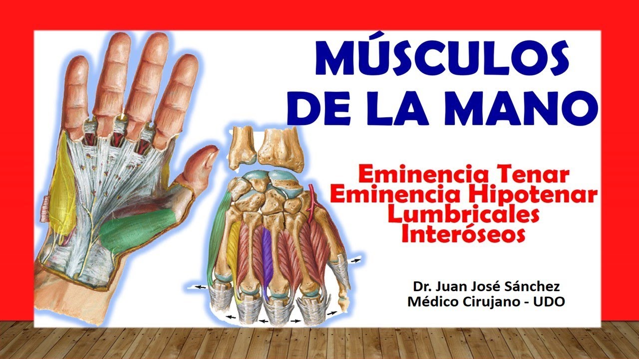 musculos de la muñeca mano y dedos