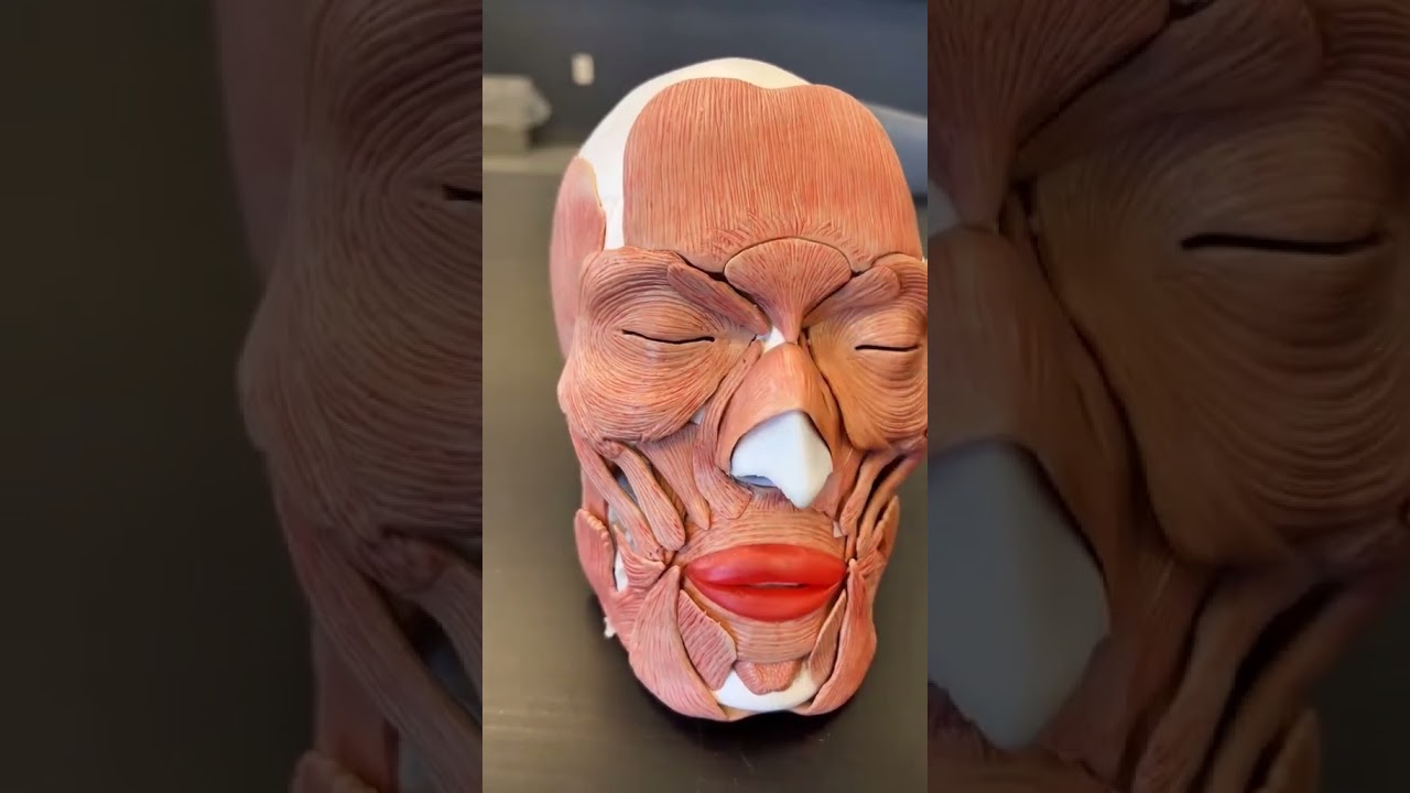musculos del cuerpo humano vista frontal