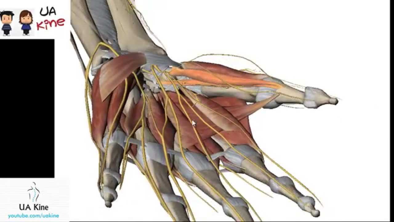 musculos y nervios de la mano
