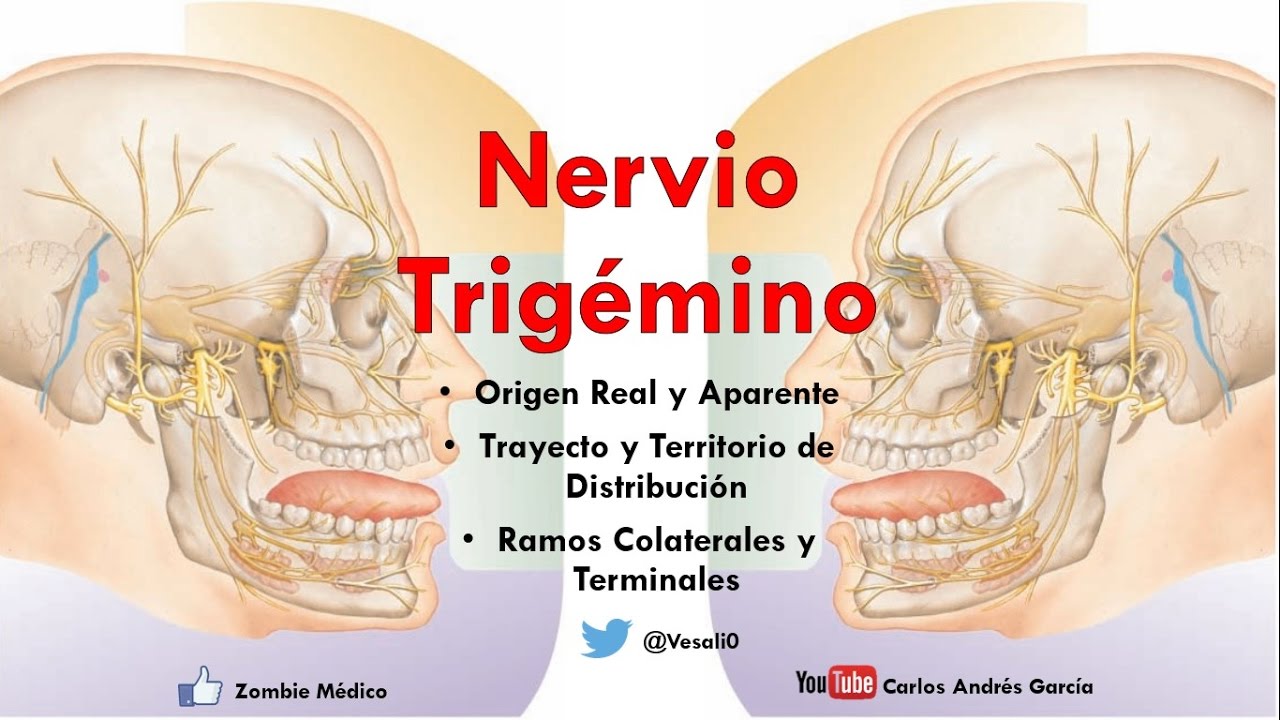 nervio trigemino ramas colaterales y terminales