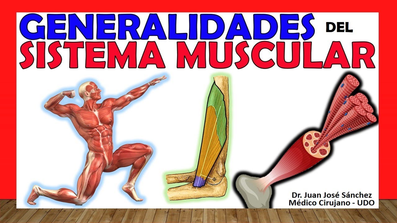 parte de la anatomía que estudia los músculos