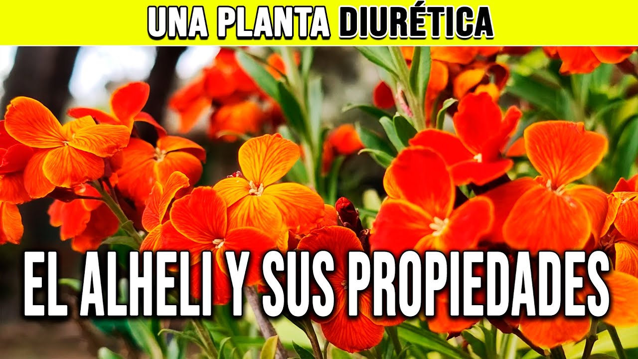 planta de aleli para que sirve