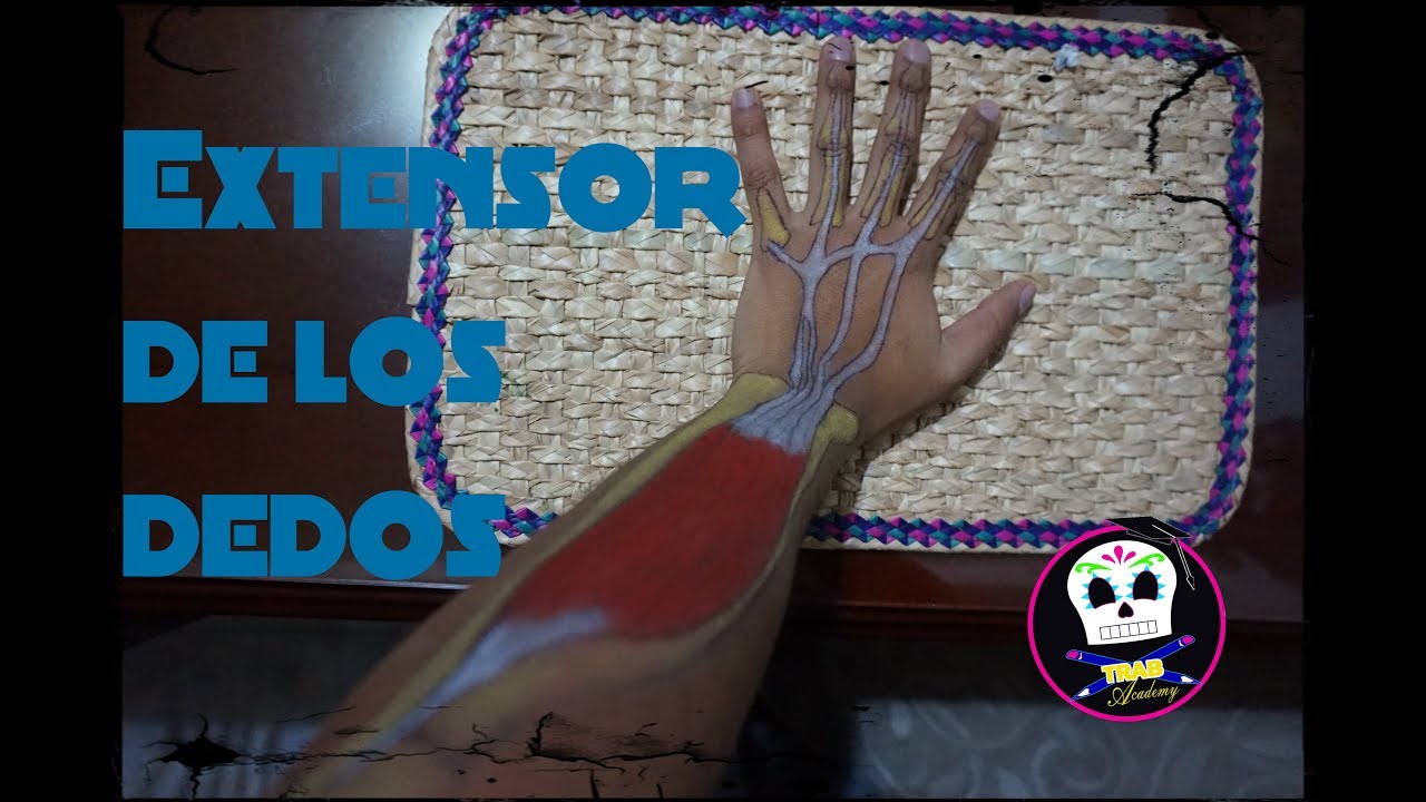 tensores y extensores de los dedos