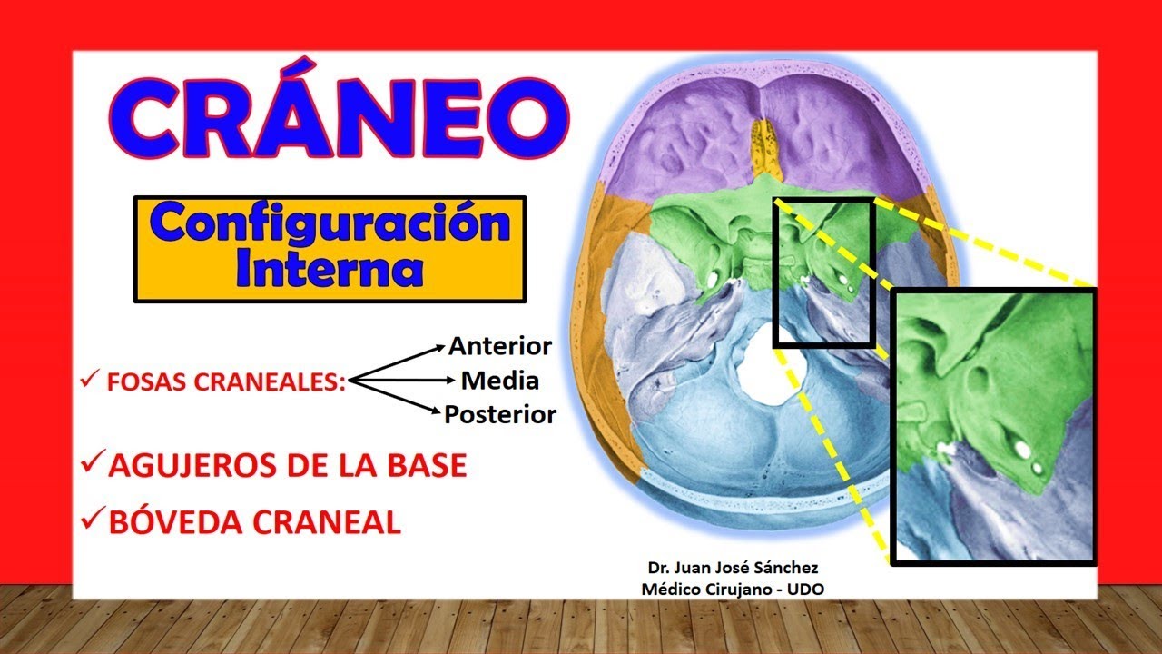 anatomia de la base del craneo