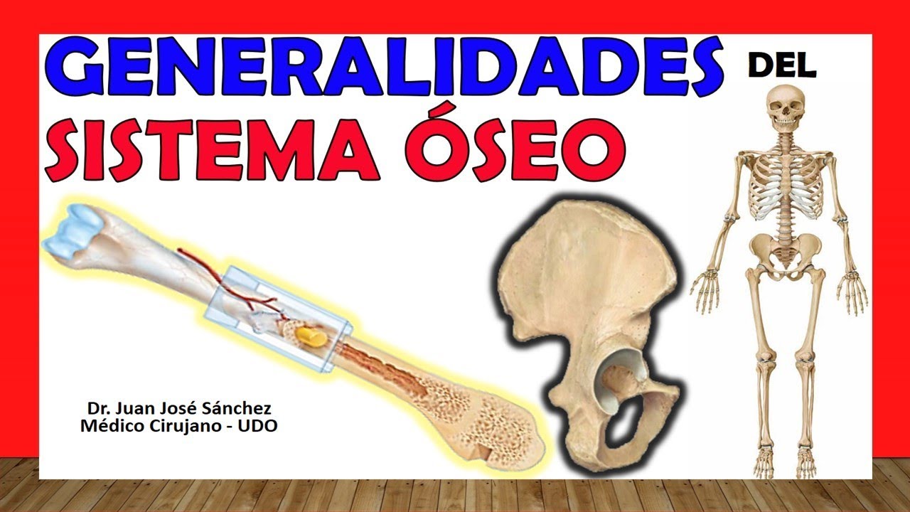 anatomia general y aparato locomotor prometheus