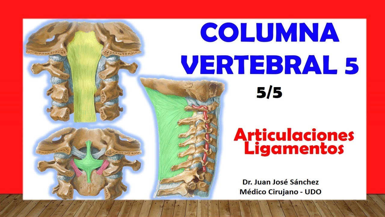 articulaciones de la columna vertebral cervical