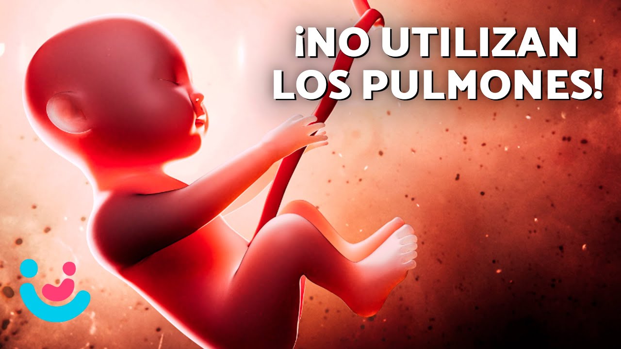 como respiran los bebes dentro de la panza