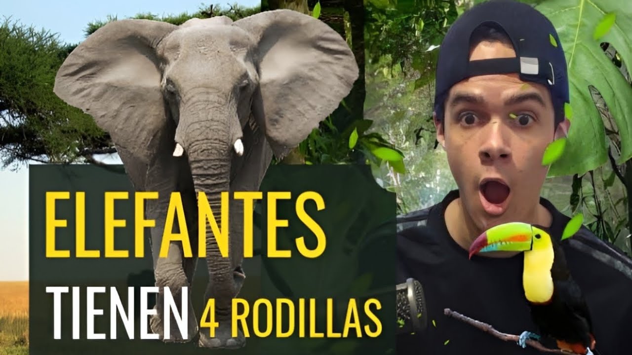 cual es el unico animal que tiene cuatro rodillas