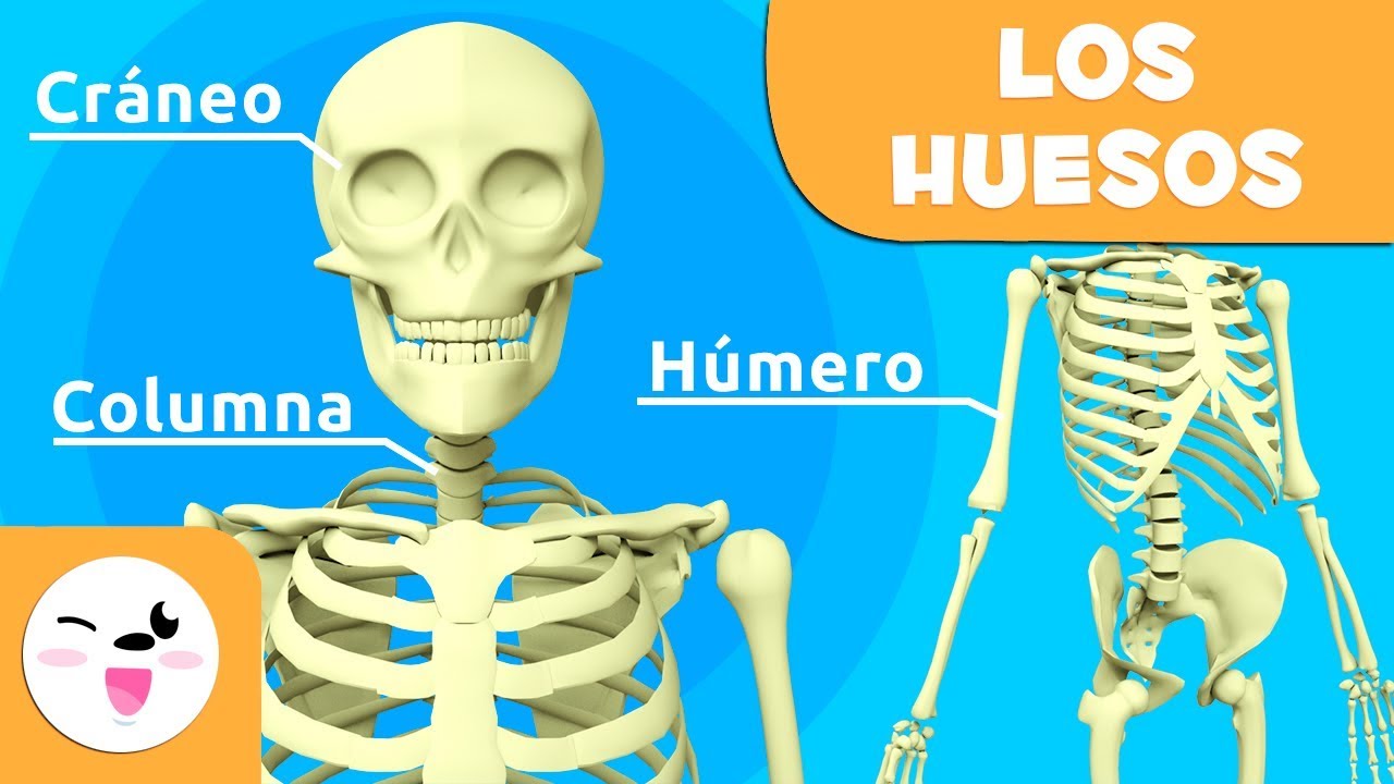 cuantos huesos tiene el cuerpo humano de un bebe