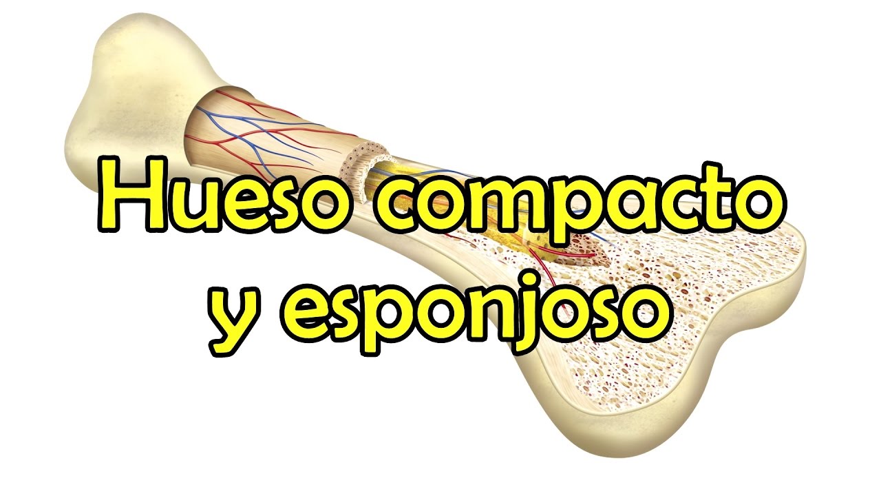 diferencias entre tejido esponjoso y compacto