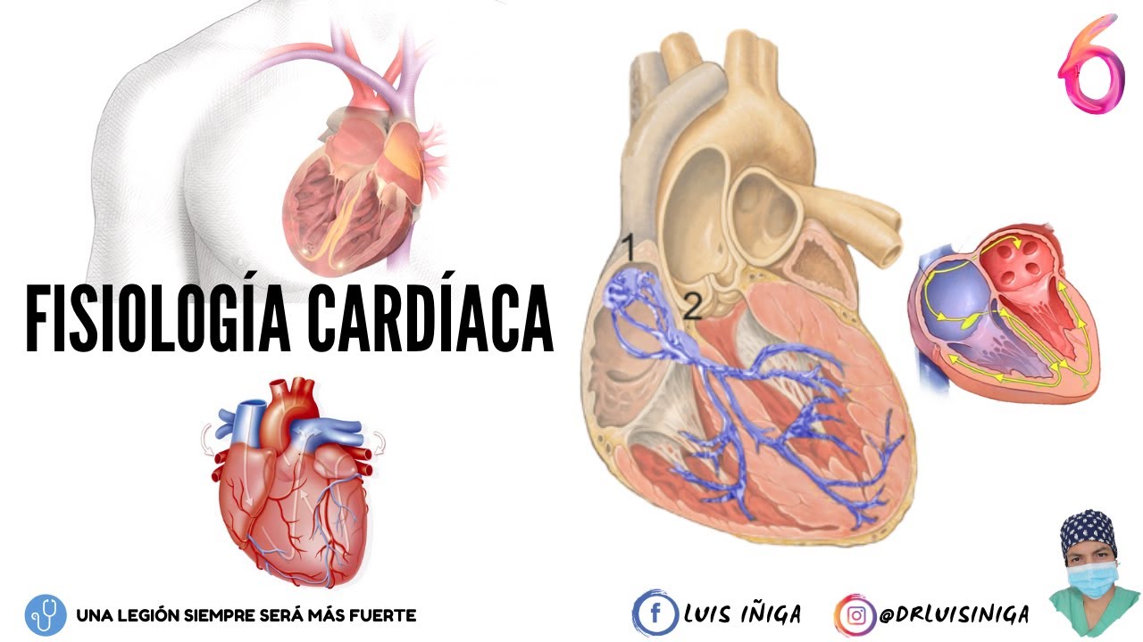estimulacion simpatica y parasimpatica del corazon