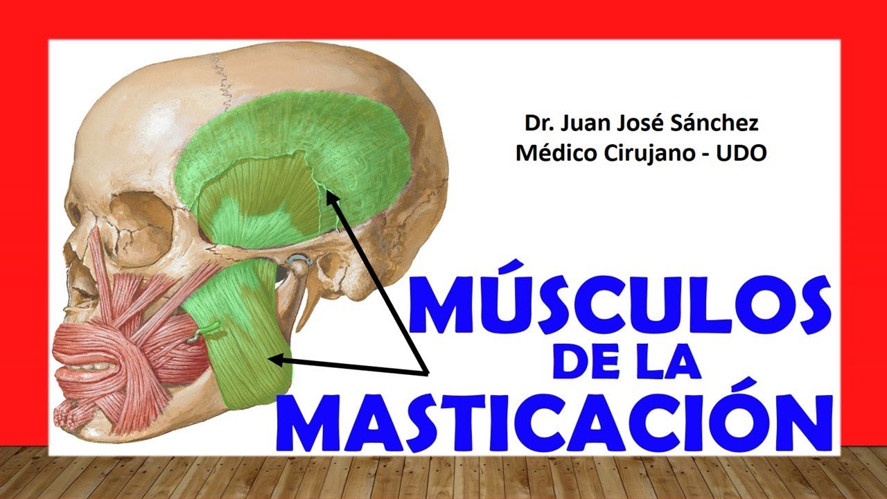 funcion de los musculos elevadores y depresores