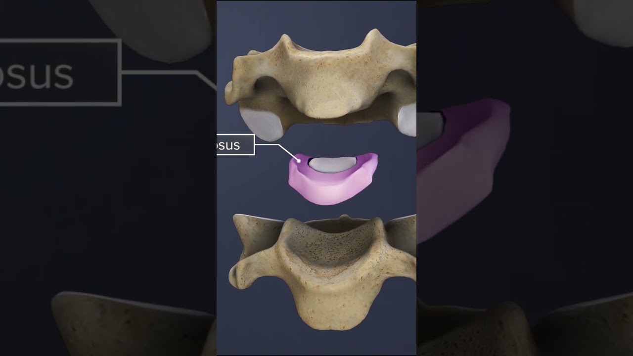 hendidura cervical de la linea media