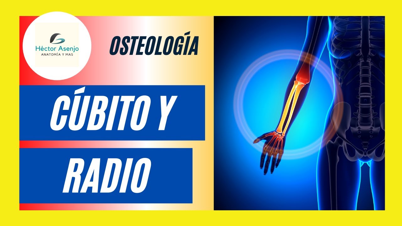 huesos del antebrazo cubito y radio