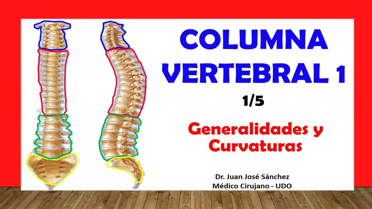 las 4 curvaturas de la columna vertebral