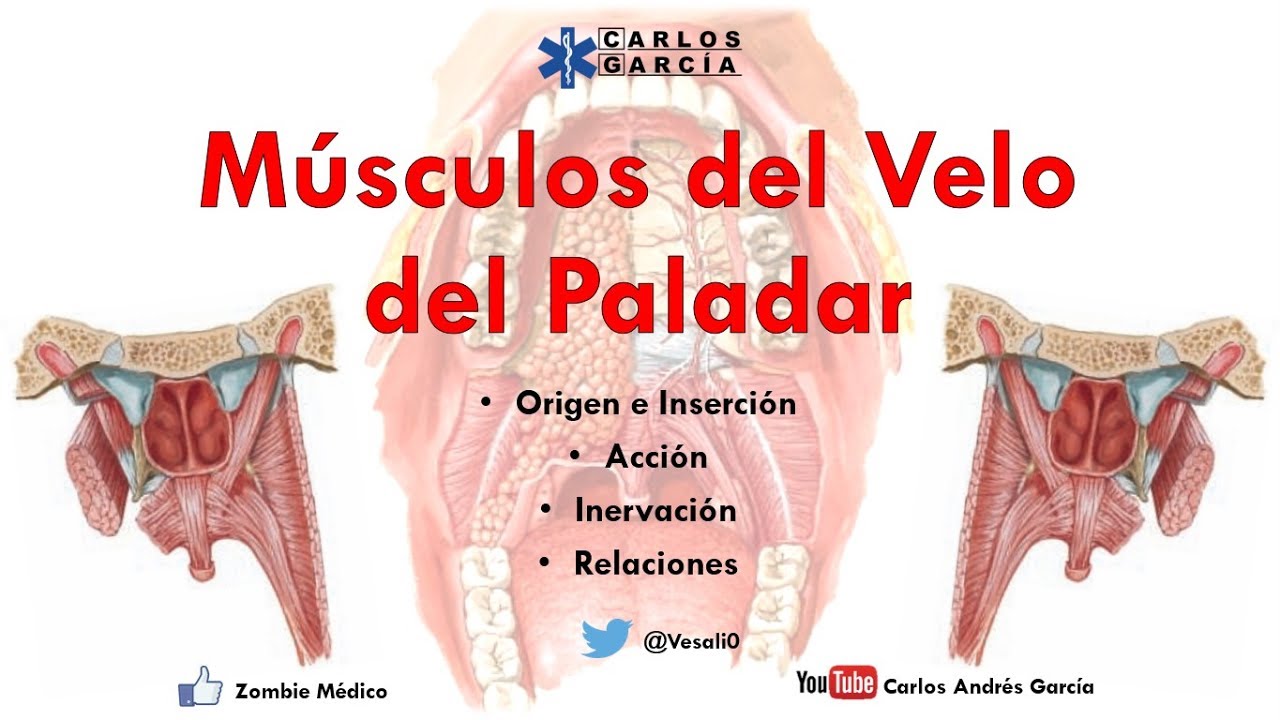 musculo tensor del velo del paladar
